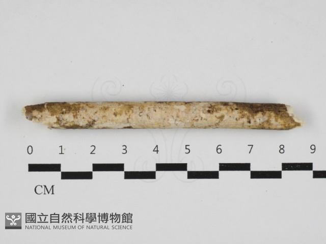 登錄號:F0032912藏品圖，第1張