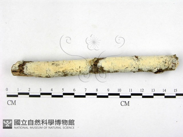 顯絲菌屬藏品圖，第1張