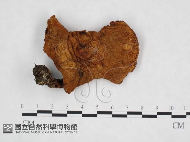 登錄號:F0025912藏品圖，第1張