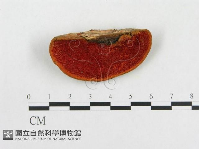 登錄號:F0005912藏品圖，第1張