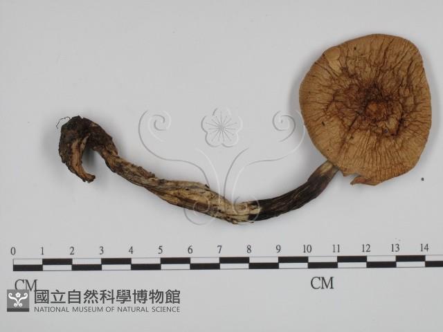 登錄號:F0015912藏品圖，第1張