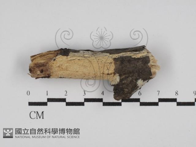 登錄號:F0029912藏品圖，第1張