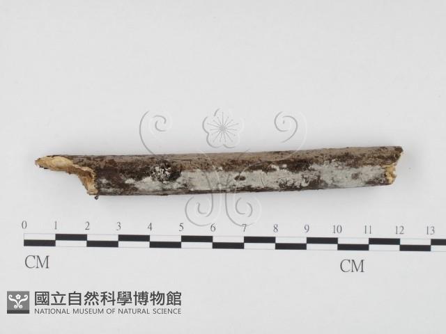 登錄號:F0009912藏品圖，第1張