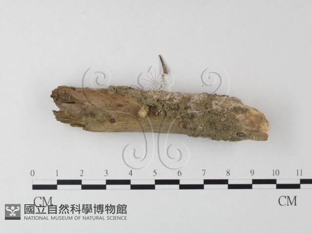 登錄號:F0023912藏品圖，第1張