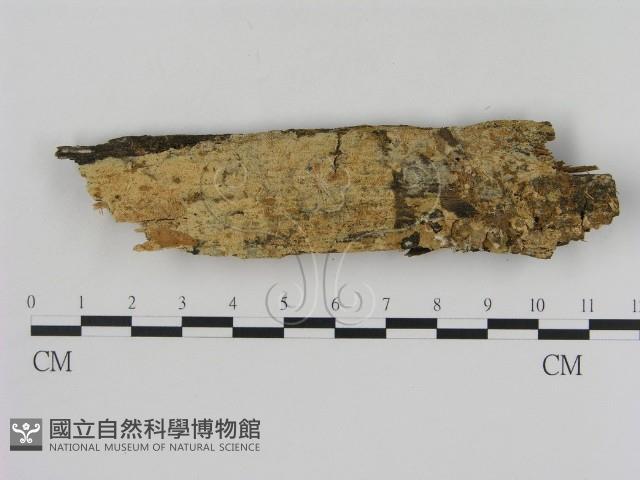 登錄號:F0003912藏品圖，第1張