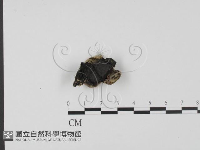 登錄號:F0013912藏品圖，第1張