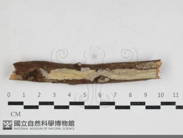 館號:F0033912藏品圖，第3張
