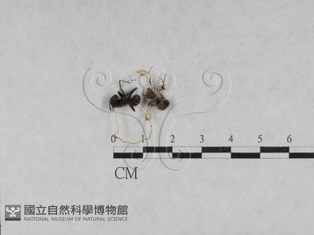 登錄號:F0028612藏品圖，第1張