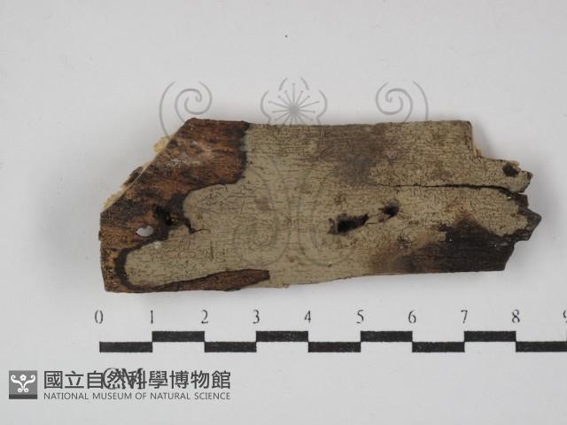 登錄號:F0008612藏品圖，第1張