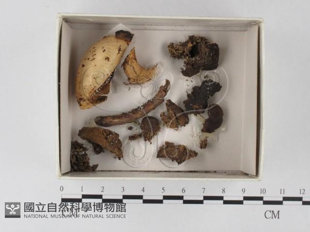 登錄號:F0020612藏品圖，第1張