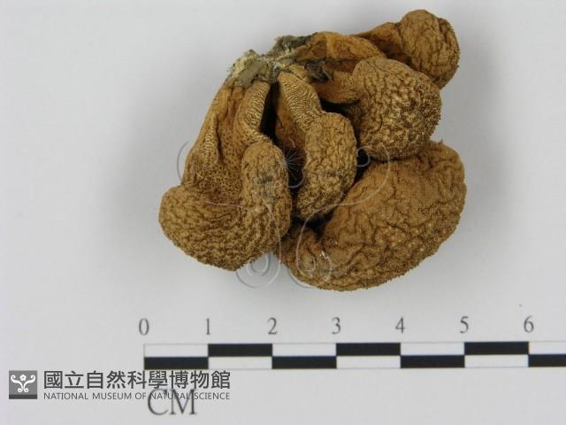 登錄號:F0000612藏品圖，第1張