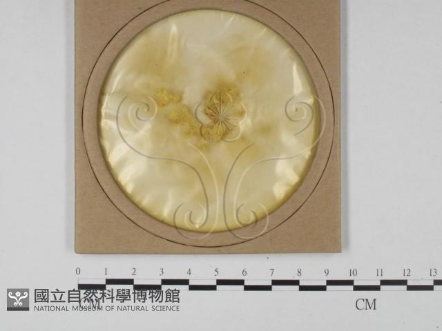 登錄號:F0010612藏品圖，第1張