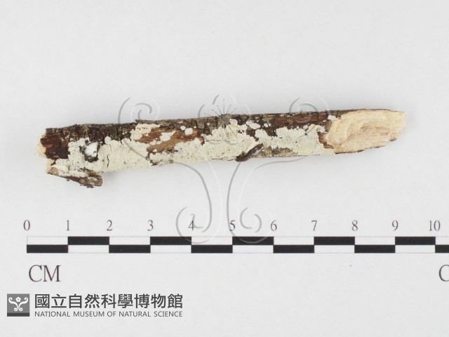 登錄號:F0026612藏品圖，第1張