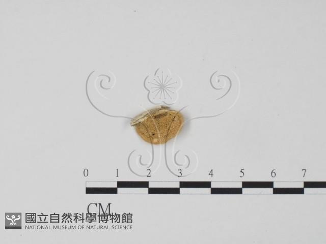 登錄號:F0006612藏品圖，第1張
