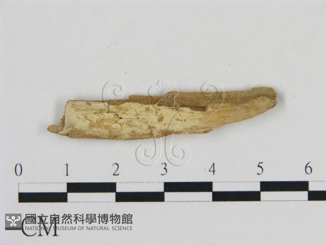 登錄號:F0016612藏品圖，第1張