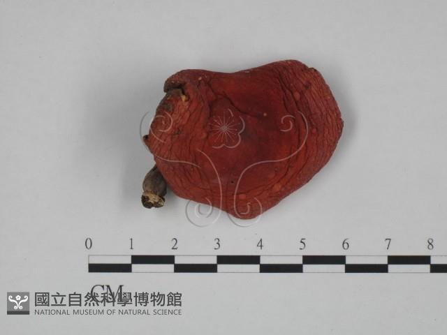 登錄號:F0024612藏品圖，第1張