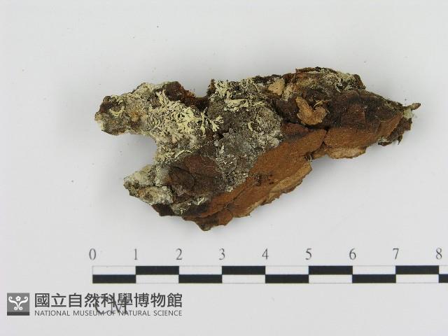 登錄號:F0004612藏品圖，第1張