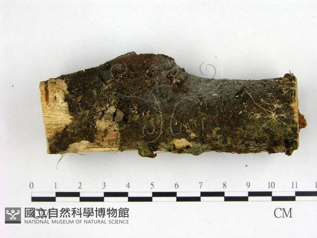 登錄號:F0022612藏品圖，第1張