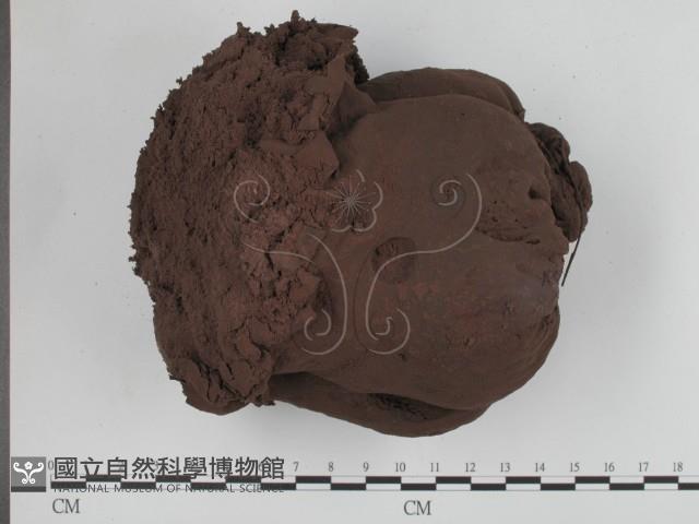 頭狀禿馬勃藏品圖，第1張
