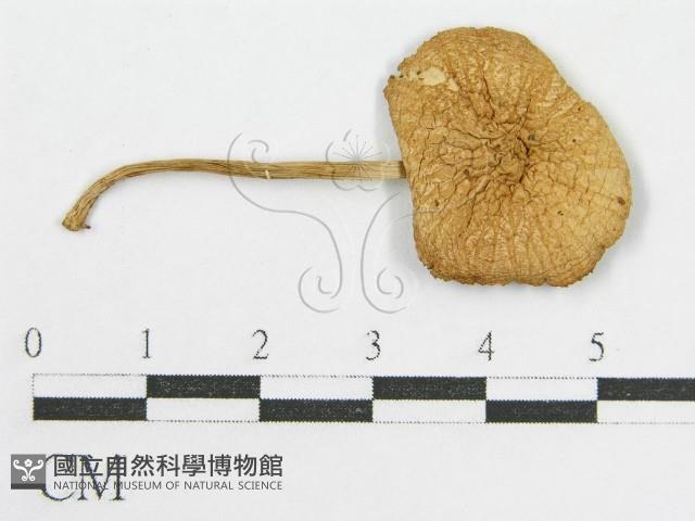 登錄號:F0007612藏品圖，第1張