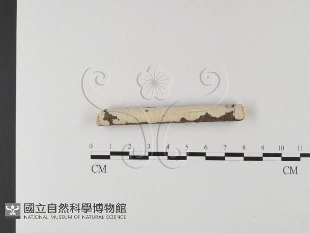 登錄號:F0025612藏品圖，第1張