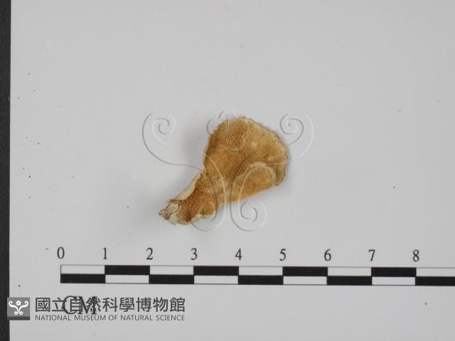 登錄號:F0005612藏品圖，第1張