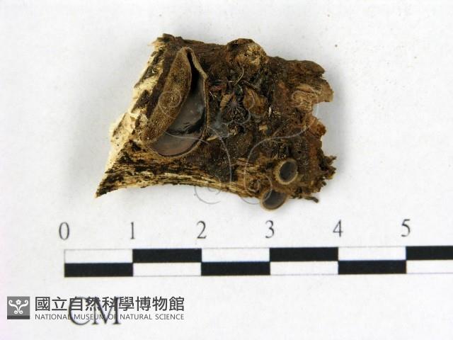 登錄號:F0015612藏品圖，第1張