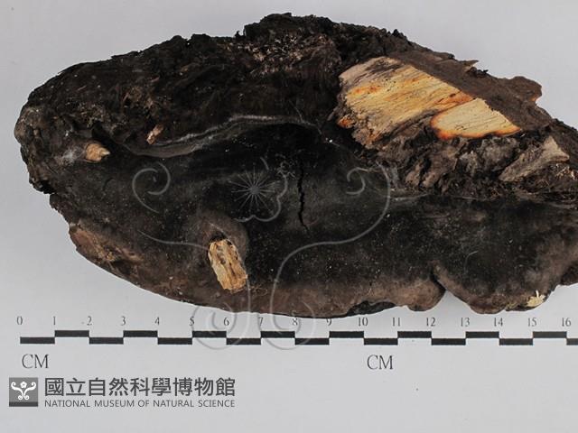 Accession Number:F0029612 Collection Image, Figure 1, Total 3 Figures