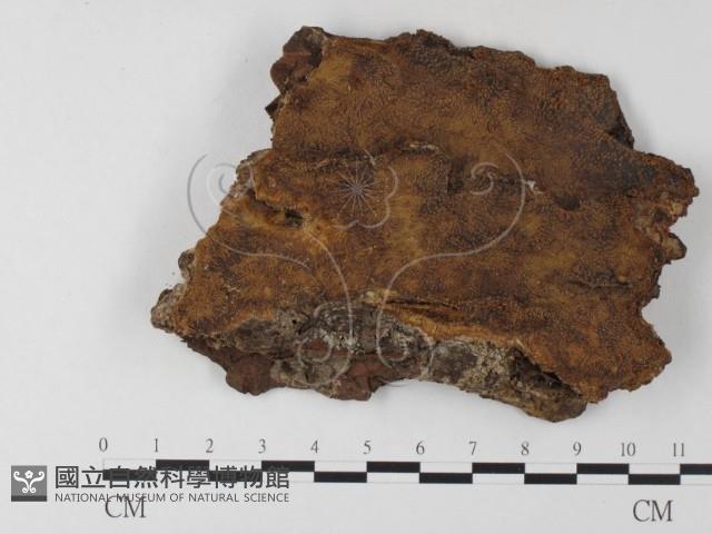 登錄號:F0009612藏品圖，第1張