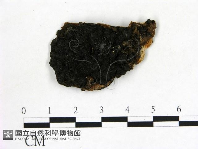 登錄號:F0019612藏品圖，第1張