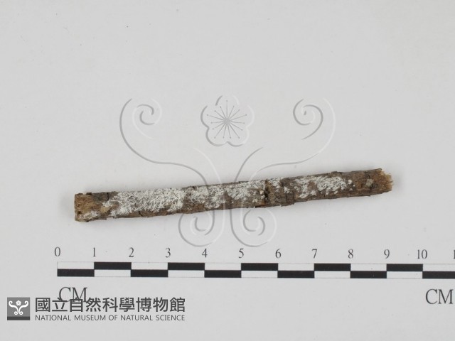 登錄號:F0003612藏品圖，第1張