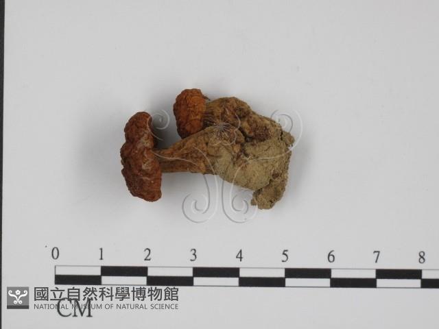 登錄號:F0008412藏品圖，第1張