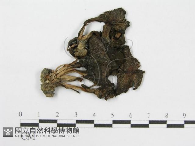 登錄號:F0000412藏品圖，第1張