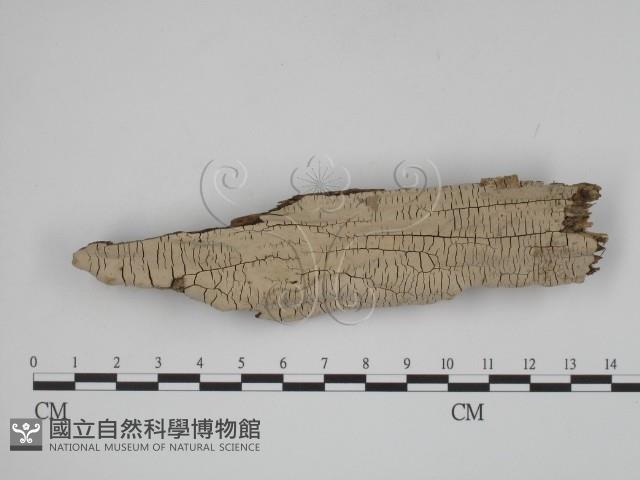 登錄號:F0010412藏品圖，第1張