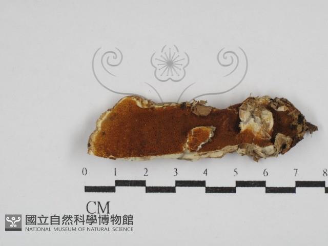 登錄號:F0030412藏品圖，第1張