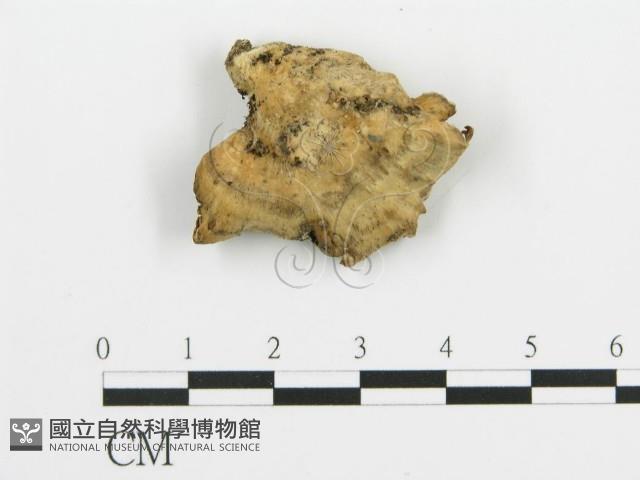 煙管菌藏品圖，第1張
