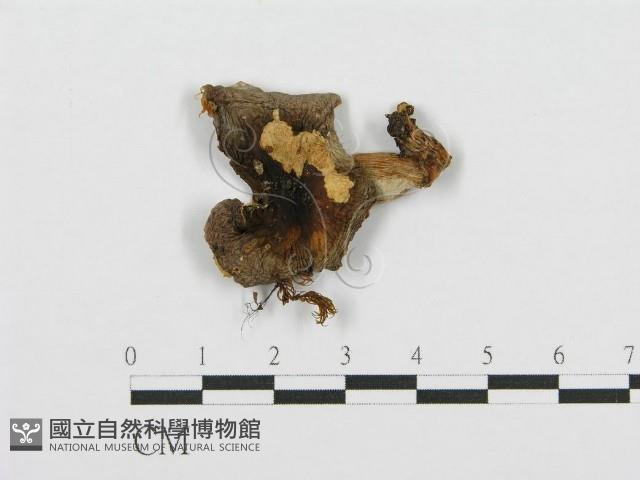 紅菇屬藏品圖，第1張