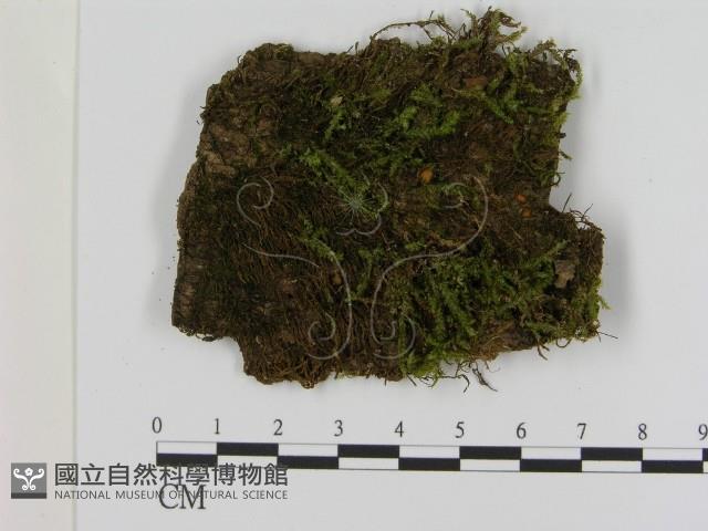 登錄號:F0021412藏品圖，第1張