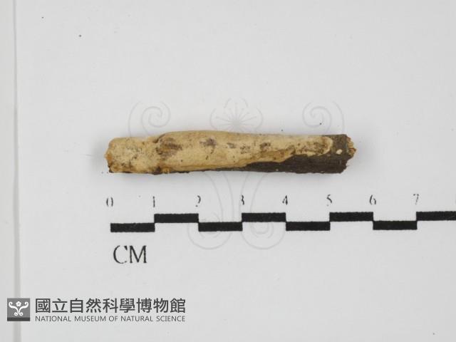 多年臥孔菌屬藏品圖，第1張