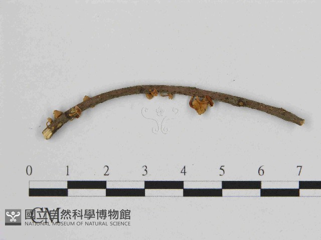 小皮傘屬藏品圖，第1張
