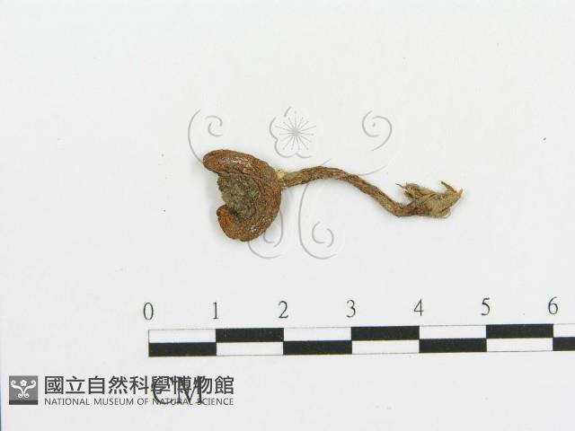傘菌屬藏品圖，第1張