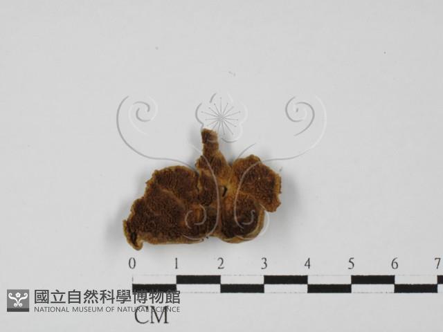 登錄號:F0027412藏品圖，第1張