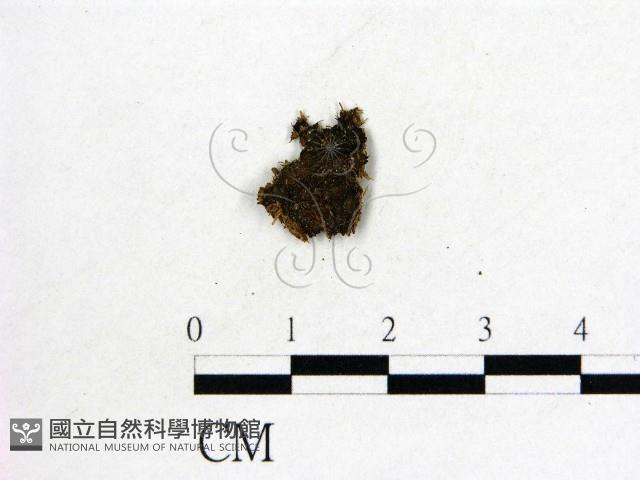 登錄號:F0007412藏品圖，第1張