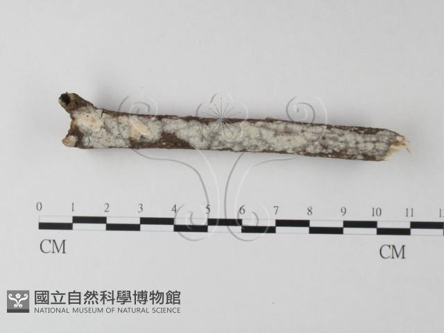 登錄號:F0025412藏品圖，第1張