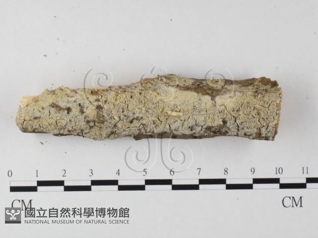 登錄號:F0015412藏品圖，第1張