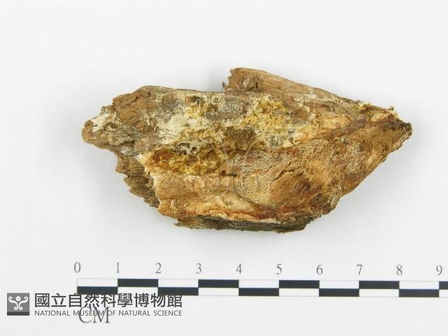 登錄號:F0009412藏品圖，第1張