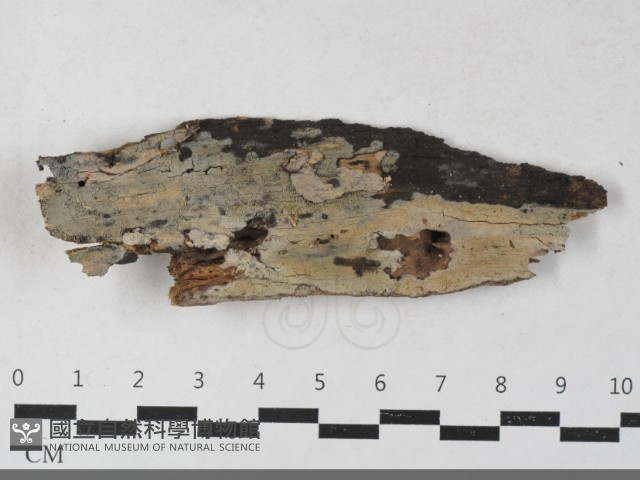 登錄號:F0033412藏品圖，第1張