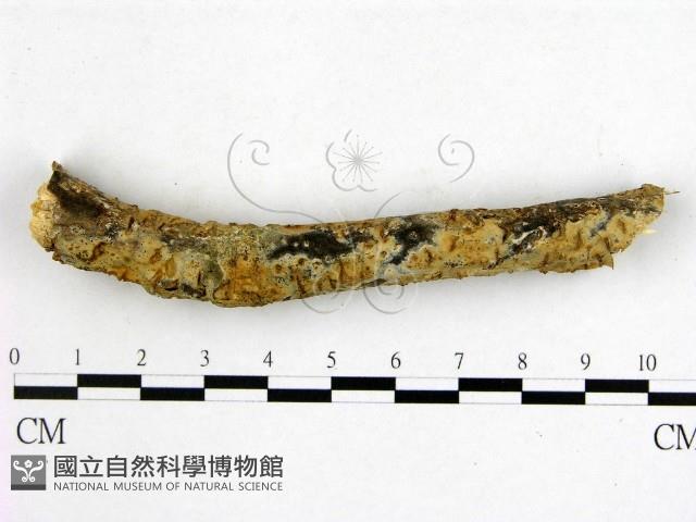 射脈菌屬藏品圖，第1張