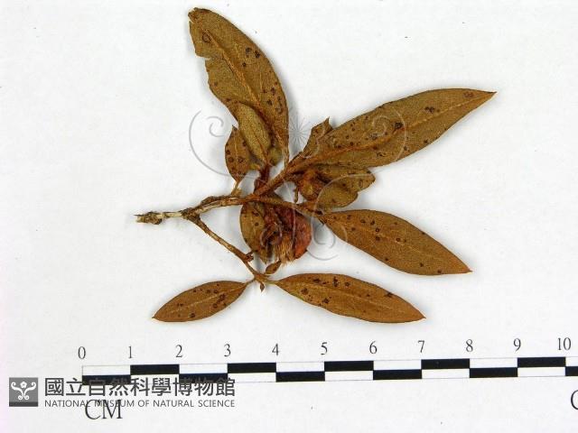 登錄號:F0020712藏品圖，第1張