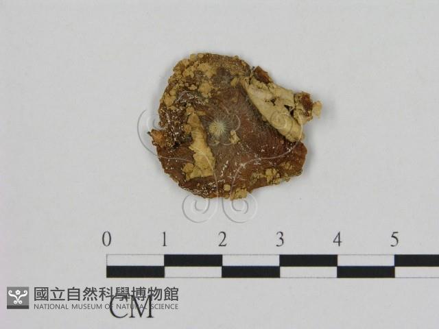 登錄號:F0010712藏品圖，第1張